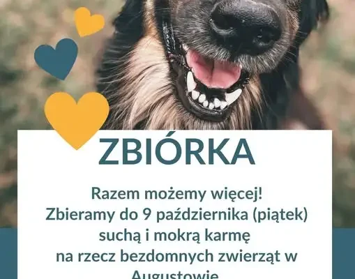 Zbiórka karmy dla bezdomnych zwierząt w Augustowie – do 9 października