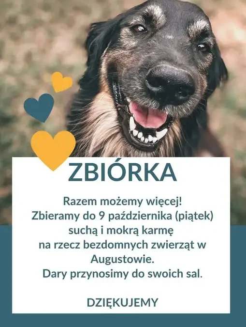 Zbiórka karmy dla bezdomnych zwierząt w Augustowie – do 9 października